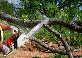  Norwood, NY Tree Services Pros