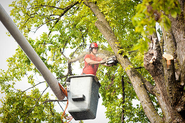 Best Palm Tree Trimming  in Norwood, NY